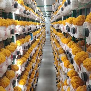 Chambre de culture de champignons modulaire, conteneur de culture, armoire de plantation, chambre de culture, serre de culture de champignons, usine - Product Image 5