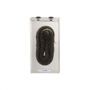 50203.08 Spécimen éducatif de Vipère des fosses - Product Image 1