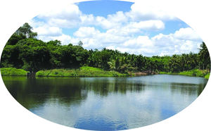 Lavage rapide de d'étang 5B 15 bleu clair, 100% directe bleu ciel, livraison gratuite - Product Image 6