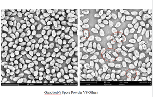 GANOHERB <span class=keywords><strong>Ganoderma</strong></span> <span class=keywords><strong>Lucidum</strong></span> 100% Suppléments organiques à base de plantes pour parois cellulaires Reishi Mushroom <span class=keywords><strong>Spore</strong></span> Powder - Product Image 6