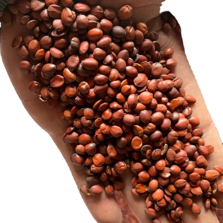 Suan zao ren-semillas secas de jujujube común, color marrón y rojo, con fecha