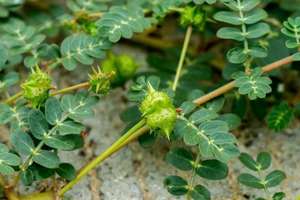 Aogubio สารสกัดจากพืช6ใน1ผู้ชายแคปซูลเพื่อสุขภาพแคปซูล Tribulus terrestris ธรรมชาติ Tribulus - Product Image 4