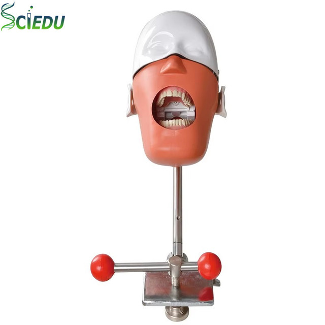 Sciedu Teeth Model Head Dental Manikin Simulator Phantom Head Equipment Supplies Manikin Phantom Head Dental Student