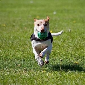 ของเล่นบอลสำหรับสุนัข ทนทาน ทำจากยางนิ่ม ปลอดสารพิษ ทนต่อการกัด ใช้เป็นที่ใส่ขนมสัตว์เลี้ยง ช่วยทำความสะอาดฟัน - Product Image 4