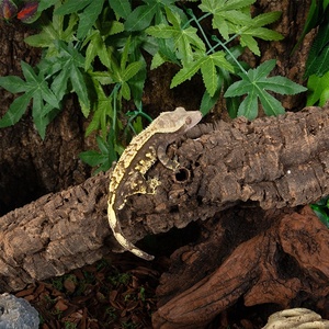 Bois flotté pour aquarium, habitat pour reptiles, terrarium, chêne du Portugal, écorce <span class=keywords><strong>de</strong></span> liège - Product Image 3