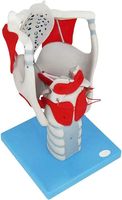 Modèle d'anatomie Larynx humain Modèle professionnel de simulation d'articulation du larynx humain agrandi Classe médicale Enseignement Affichage médical