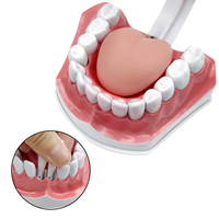 Modelo de Dientes de Resina con Lengua para Enseñanza y Estudio Dental, Educación en el Cuidado Bucal