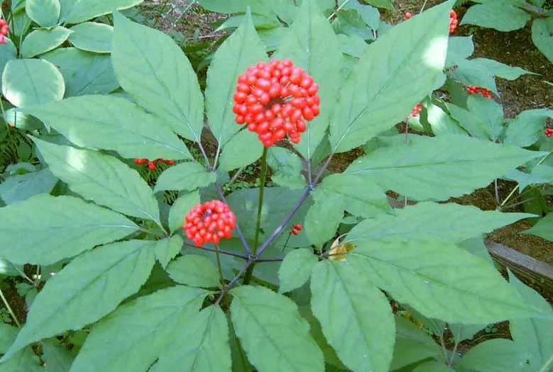 Extracto de Ginseng orgánico de alta calidad, polvo de Ginseng Ginsenoside 80%, polvo de extracto de Ginseng rojo coreano