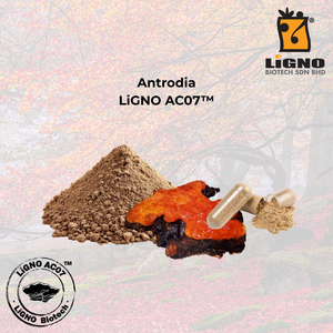 สารสกัดจากต้นแอนโตรเดีย แคมฟอร์าต้า LiGNO AC07  ได้รับการรับรองฮาลาลและโคเชอร์ เกรดอาหารเพื่อสุขภาพ รับผลิตแบบ ODM - Product Image 1