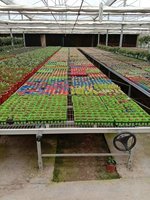 Banco de Cultivo Móvil con Ruedas para Invernadero, de Fácil Instalación, Doble Capa, Grande, 4x8 pies, para Semilleros e Hidroponía