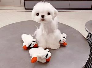 2022年工場カスタムラムチョップぬいぐるみ犬用おもちゃ（スクイーカー付き、大型犬・中型犬・小型犬用） - Product Image 6