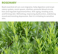 Huile Essentielle de Romarin 100% Pure et Naturelle en Gros, Qualité Cosmétique, Marque Privée, Soin Capillaire Favorisant la Croissance, Durée de Conservation de 3 Ans, Pour Tous Types de Peau