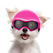 Casque de moto pour chien de compagnie en gros de haute qualité avec <span class=keywords><strong>sangle</strong></span> réglable motif solide pour multisports en plein air en été et en hiver - Product Image 2