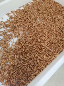 Pet takviyeleri yem katkı maddeleri kediler için kurutulmuş Mealworm yüksek Protein % 100% doğal ortak sağlık - Product Image 4