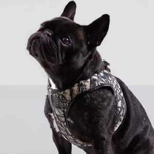 Arnés de Lujo para Perro con Correa, Collar y Dispensador de Bolsas para Excrementos, Accesorios para Mascotas en Stock, Proveedor - Product Image 1