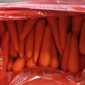 Bio-Karotte Sorte 316 Rot 20cm 0,15kg Karton Frisches Lebensmittel Umbellige Gemüseart Shandong 3 Monate Haltbarkeit Kühllagerung - Product Image 1