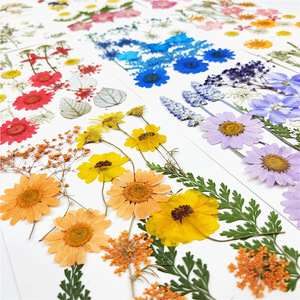Gran oferta de materiales de flores secas, maquillaje DIY, funda para teléfono de uñas, marco de flores de plantas, flor prensada decorativa seca Natural Real - Product Image 2