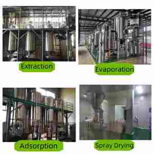 פטריות רישי אורגני טבעי lingzhi ganoderma Lucidum תמצית אבקת - Product Image 5