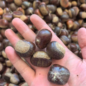 Castañas Naturales Crudas a Granel, Suministro de Dandong Tai'an, Castañas Chinas <span class=keywords><strong>Castanea</strong></span> para Guisos, Rellenos y Asados - Product Image 5