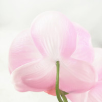 Plante d'orchidée artificielle en pot, toucher réel, haute qualité, écologique, vente en gros, meilleur prix, très demandée pour Thanksgiving et mariages