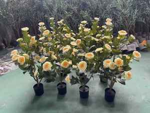 M735 Vente en gros de plantes artificielles en <span class=keywords><strong>pot</strong></span> de petite taille pour la décoration intérieure, plantes fruitières et bonsaïs - Product Image 5