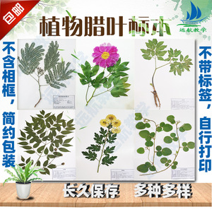 Especímenes de plantas medicinales sin marco para investigación y enseñanza, hojas secas, hojas de árboles y especímenes de herbario. - Product Image 4