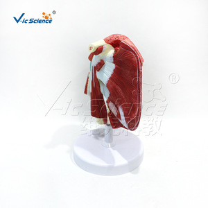 VIC0411 Modèle d'organe supérieur avec muscles profonds, Modèle médical humain - Product Image 4