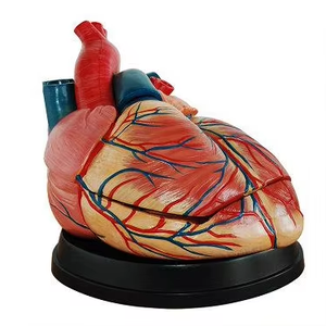 Modelo anatómico de corazón, modelo para agrandar la anatomía del corazón - Product Image 3