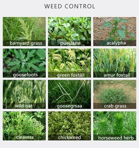 <span class=keywords><strong>Herbicida</strong></span> Selectivo Quizalofop-P-Ethyl 5%, 10% EC para Controlar y Eliminar Malezas Anuales en Campos de Frijol y Algodón - Product Image 3