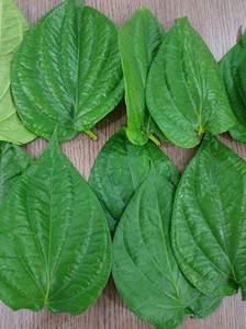 Feuilles de bétel fraîches, vertes naturelles, haute qualité, meilleur prix, exportées du Vietnam, vente chaude 2024 - Product Image 3