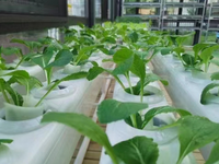 Système hydroponique NFT à recirculation plate en PVC de qualité alimentaire Seedafarm, pompe à eau automatique, culture hors-sol de légumes-feuilles 1 6