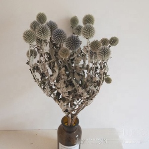 Otras flores y plantas decorativas Globo de alta calidad Cardo <span class=keywords><strong>Chartreuse</strong></span> Flores de bola azul secas naturales Echinops azules Bunc - Product Image 5
