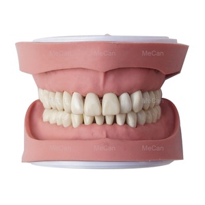 <strong>Dental</strong> Orthodontic Typodont Model Teeth Educational <strong>Dental</strong> Study Model - Product Image 5