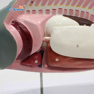 Modèle d'anatomie du poisson, modèle d'anatomie des organes internes, modèle pédagogique biologique détachable - Product Image 2