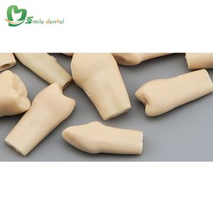 Los dientes permanentes dentales reemplazan el modelo de dientes desmontables - Product Image 4