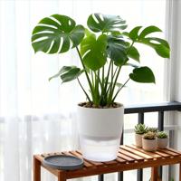 Pasokan Pabrik Horyard Pot Tanam Plastik Bundar Modern Ramah Lingkungan dengan Sistem Penyiraman Otomatis Warna Putih & Abu-abu untuk Penggunaan Dalam Ruangan dan Taman