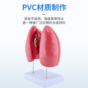 Modelo de anatomía del pulmón humano, material didáctico del sistema respiratorio, laringe, corazón, pulmones, segmentos pulmonares codificados por colores, estructura pulmonar - Product Image 3