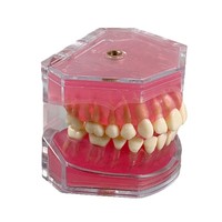 Modelo Profesional para Práctica de Extracción Dental con 28 Dientes Removibles |   Tipodonto de Estudio Anatómico para Entrenamiento de Estudiantes de Medicina