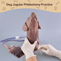 Matériel éducatif pour l'enseignement vétérinaire : Modèles de formation pour la ponction jugulaire canine, kit de prélèvement sanguin veineux pour la science médicale