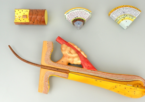 Scienza medica di alta qualità 700 volte ingrandito modello di anatomia dei capelli PVC 4 parti modello di <span class=keywords><strong>formazione</strong></span> al miglior prezzo - Product Image 4