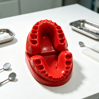 Modelo de Arco Dental en Forma de U de Doble Capa Desmontable para Enseñanza Dental