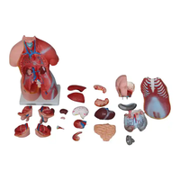 Mannequin de Torse Anatomique Médical Éducatif de 45 cm, 23 Pièces, Matériel Personnalisable, Démonstration Éducative, OEM