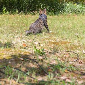 15フィート/30フィート屋外ウォーキングトレーニング用反射ロング猫リーシュ,エスケーププルーフヤードリードペットリーシュ - Product Image 4