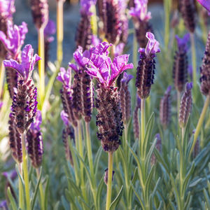 Alta calidad hecha en Italia antioxidantes tabletas suplemento sanitario suplementos de hierbas para exportación al por mayor - Product Image 3