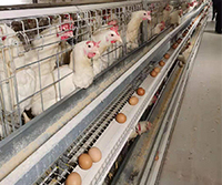 Cage à poules automatique de type A pour 50 000 poules pondeuses pour poulailler ferme avicole