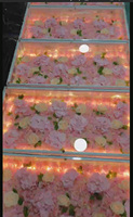 Luces LED Móviles con Forma de Flor, 30W RGBW DMX512/Control Activado por Sonido, IP55 Impermeables, Inalámbricas, Alimentadas por Batería, Iluminación Personalizable