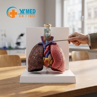 Modèle anatomique du système respiratoire humain : larynx, trachée, poumon, cœur pour la démonstration pédagogique en biologie et en faculté de médecine