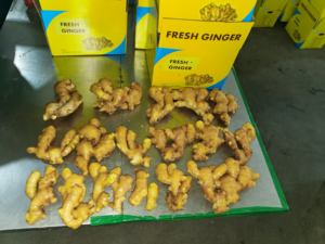 Jahe mentah organik segar bercelah untuk mitra bisnis pencari sayuran segar - Product Image 6