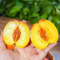Pêches nectarines fraîches de meilleure qualité, sucrées et juteuses avec une chair délicieuse, pêche nectarine à chair jaune délicieuse