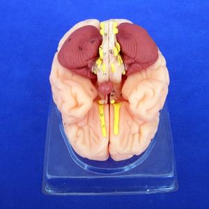 高品質の人間の脳モデル8部品、解剖学的教育医療デモンストレーションツール - Product Image 5